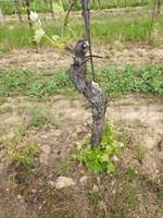 2Mai kl.jpg,1Mai kl.jpg,3Mai kl.jpg,4Mai kl.jpg,5Mai kl.jpg,Lusmann 01